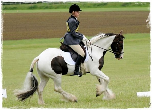Upl Dressage canter (2)