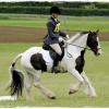 Upl Dressage canter
