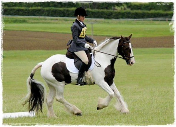 Upl Dressage canter
