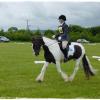 Upl Dressage trot (2)