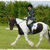 Upl Dressage trot (4)