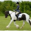 Upl Dressage trot