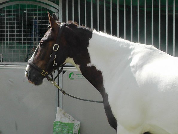 BRC Champs 2015 (101)