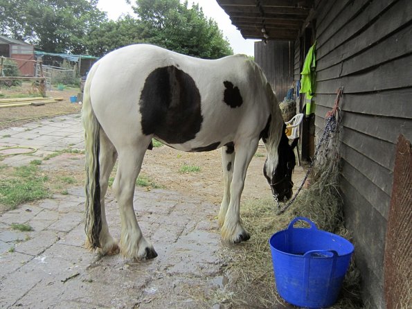 BRC Champs 2015 (31)