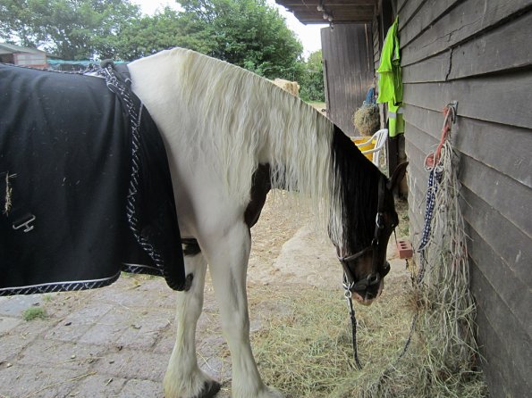 BRC Champs 2015 (36)