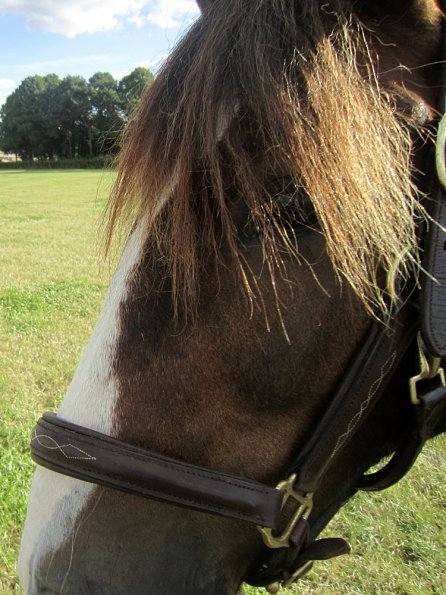 BRC Champs 2015 (38)