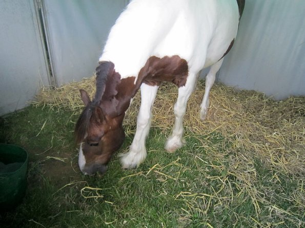 BRC Champs 2015 (55)