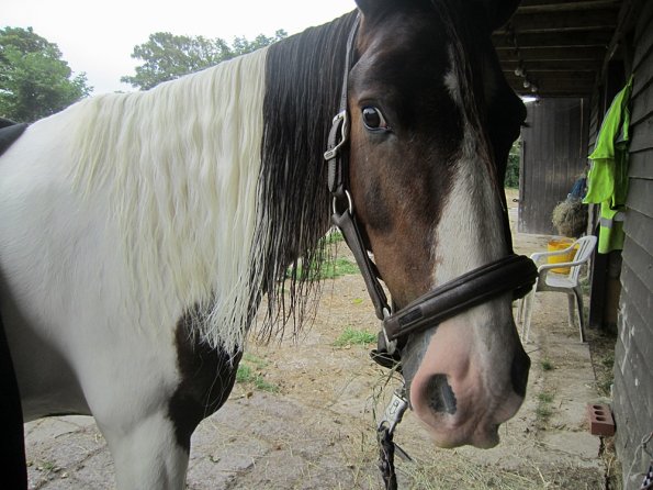 BRC Champs 2015 (58)