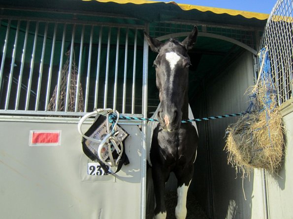 BRC Champs 2015 (59)