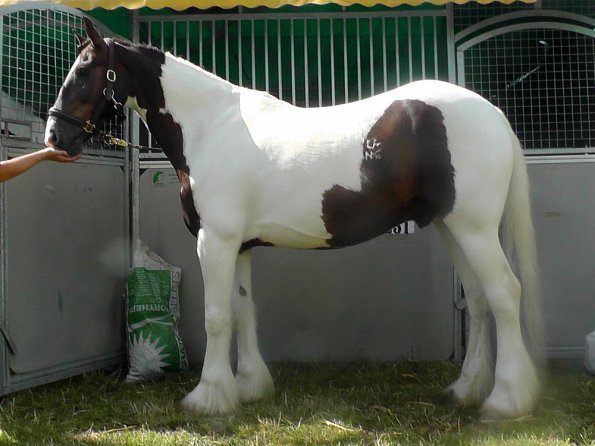 BRC Champs 2015 (71)