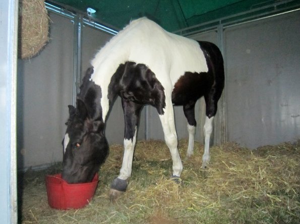 BRC Champs 2015 (74)