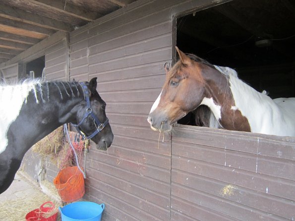 BRC Champs 2015 (75)