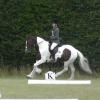 c Lance Dressage (2)