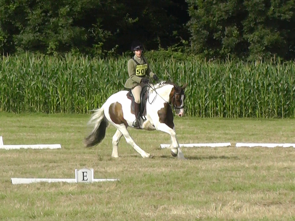 Dressage (1)