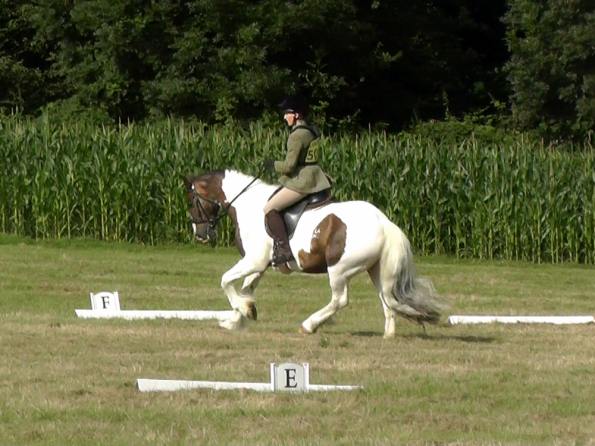 Dressage (10)