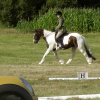 Dressage (2)