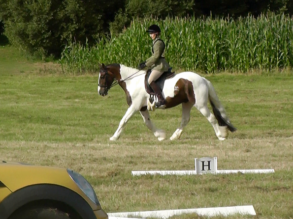 Dressage (2)