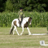 Dressage (3)
