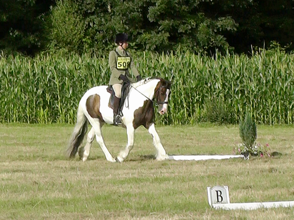 Dressage (3)