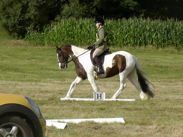Dressage (4)