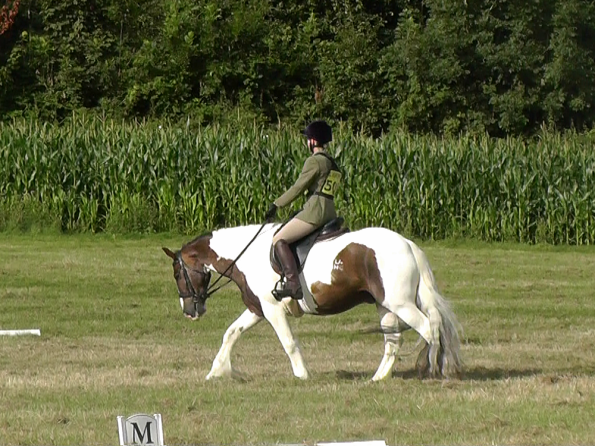 Dressage (5)
