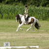 Dressage (6)