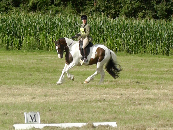 Dressage (6)