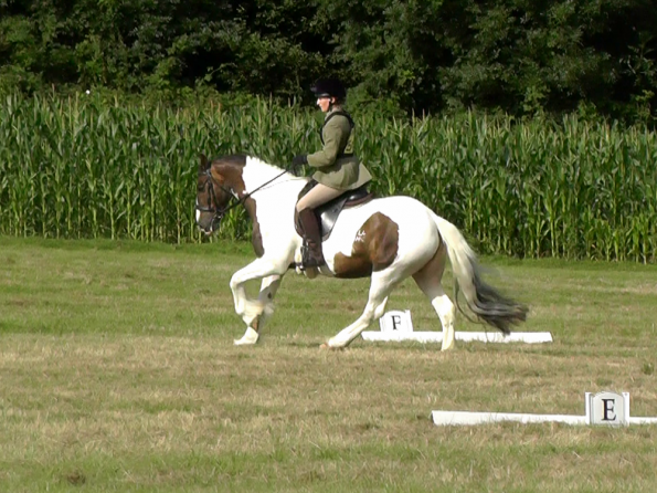 Dressage (7)