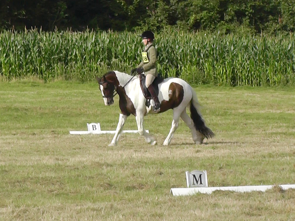Dressage (8)