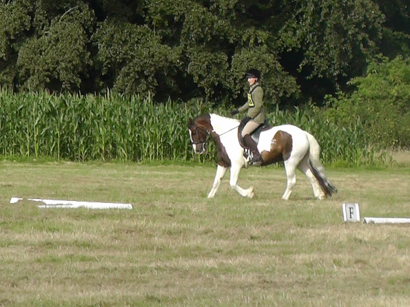 Dressage (9)
