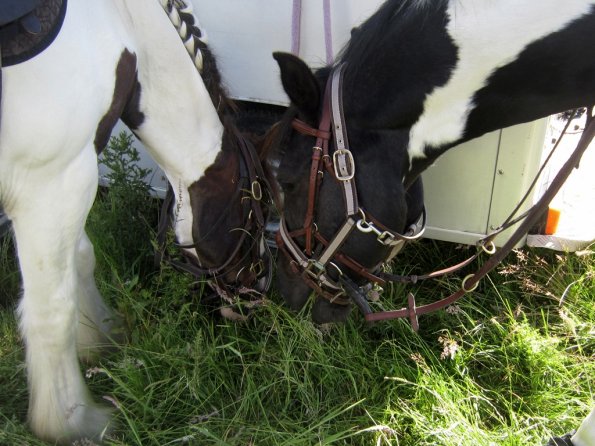 Coakham beach ride (3)