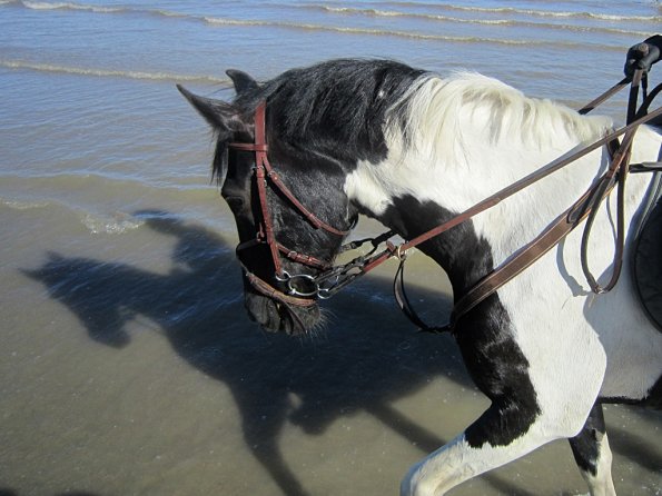 Coakham beach ride (35)