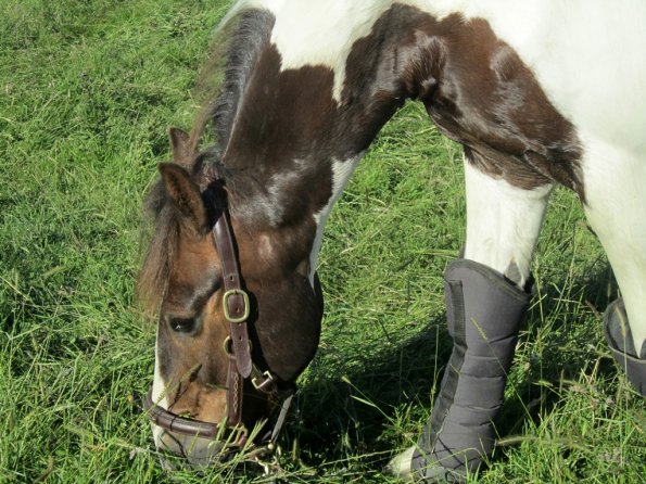 Coakham beach ride (48)