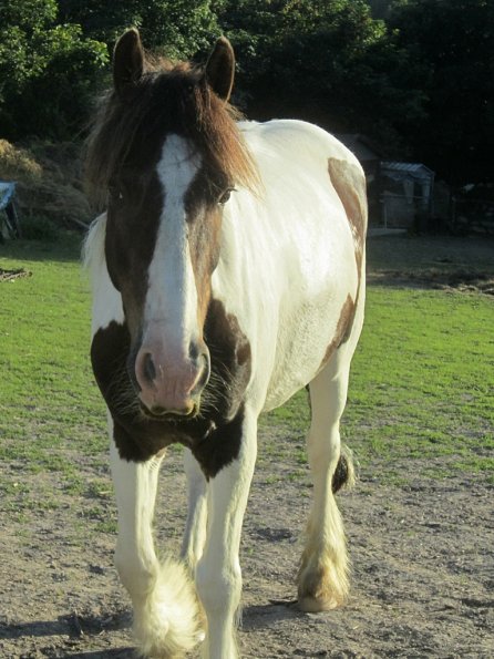 Coakham beach ride (50)