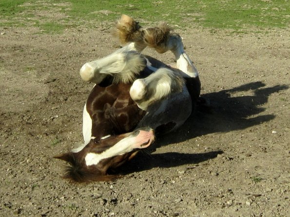 Coakham beach ride (51)
