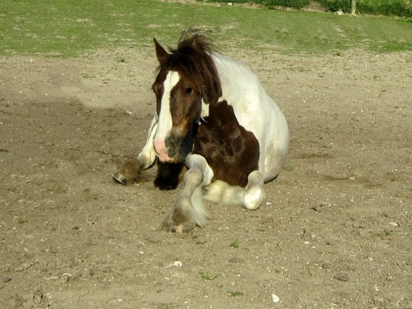 Coakham beach ride (52)