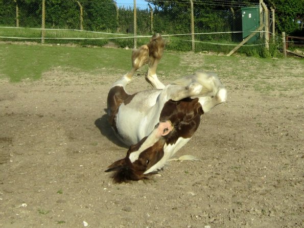 Coakham beach ride (53)