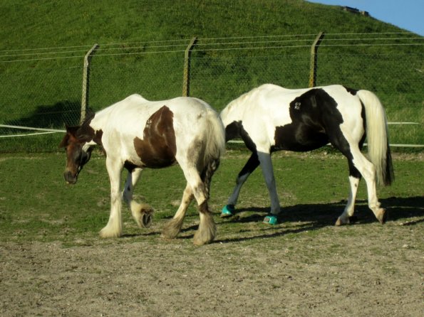 Coakham beach ride (56)