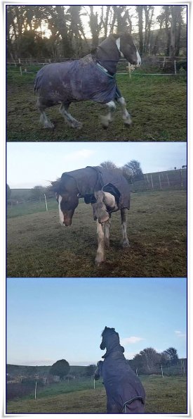 Combo Hme sweet home