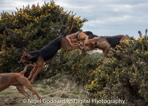 12243230_10154056600989801_8421296451528083065_n