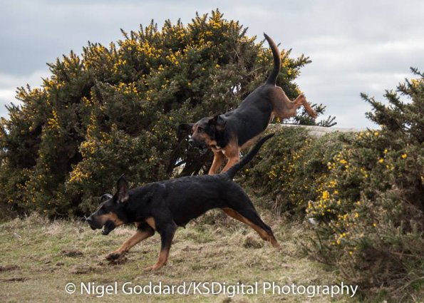 12795261_10154056619994801_985846950993367352_n