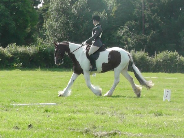 27 Anna-LAnce Dressage (2)