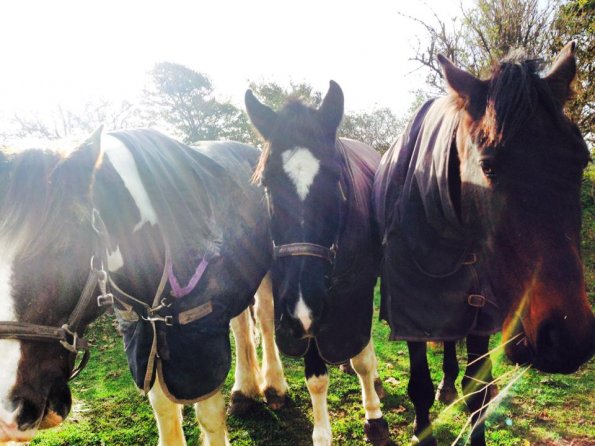 1377413_399850473476519_1606205745_n