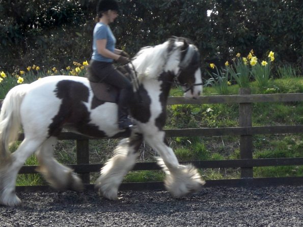 Medium trot (2)