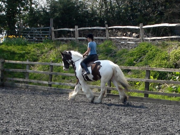Medium trot (3)