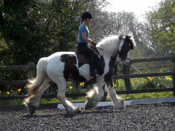 Medium trot (4)