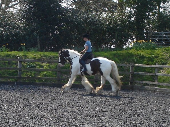 Medium trot (5)