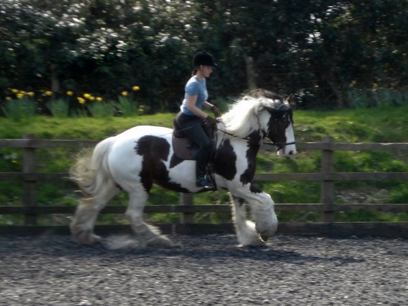 Working canter (10)