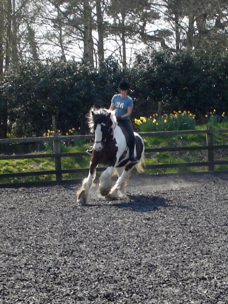 Working canter (11)