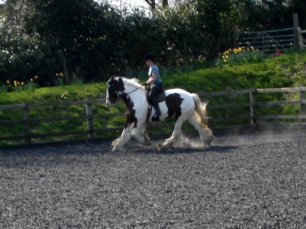 Working canter (2)